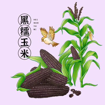 黑糯玉米插畫