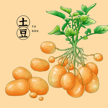 土豆插畫
