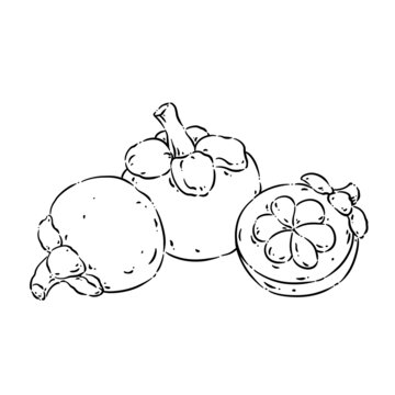 山竹線稿