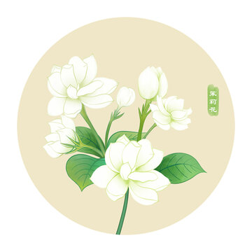 茉莉花