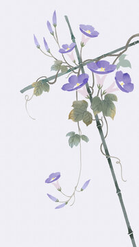 沒骨牽牛花