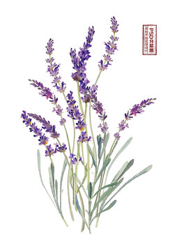薰衣草