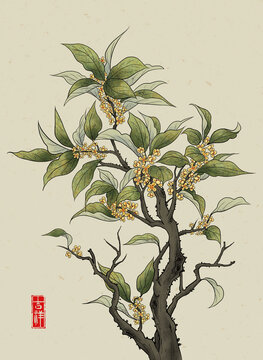 桂花樹金秋月桂
