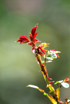 月季新芽紅葉