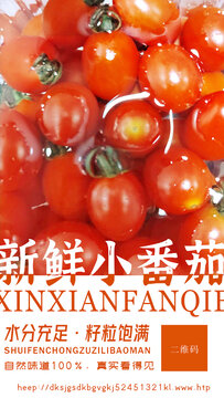 小番茄海報