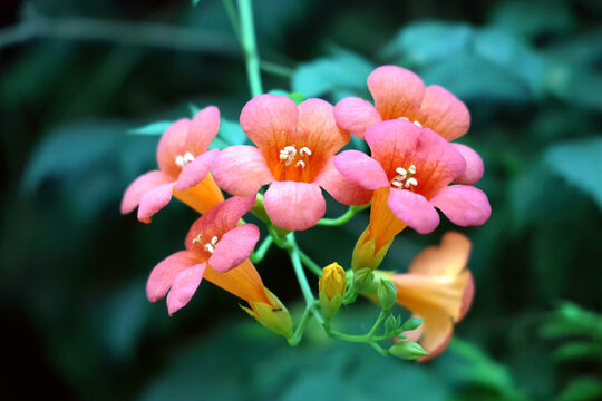 凌霄花