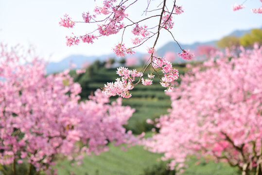 福建永福櫻花
