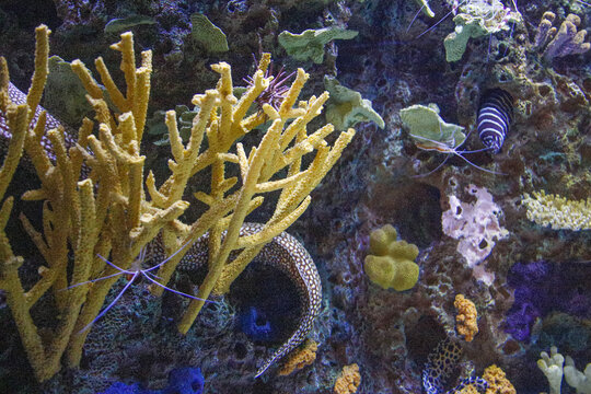 蒙特利水族館
