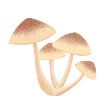 卡通蘑菇