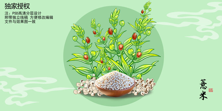 薏仁米插畫