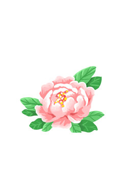 牡丹