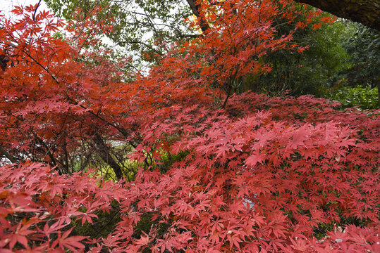 紅葉