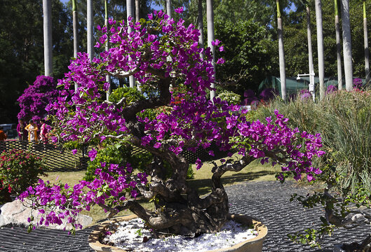 盆栽杜鵑花