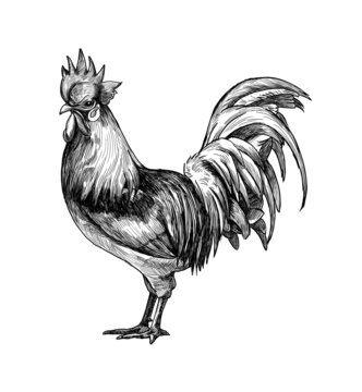 雞