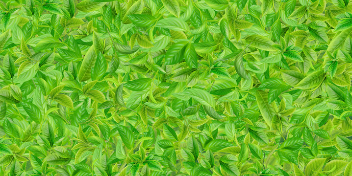 茶葉背景素材