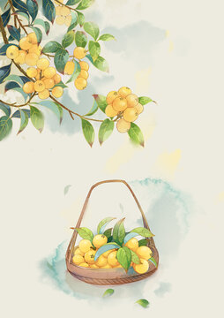 枇杷插畫