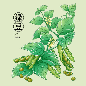 綠豆插畫(huà)