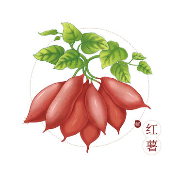 紅薯插畫