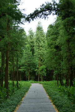江門潮連特成沙公園杉樹林
