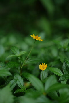 小雛菊