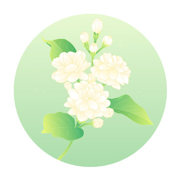 小清新茉莉花扁平插畫