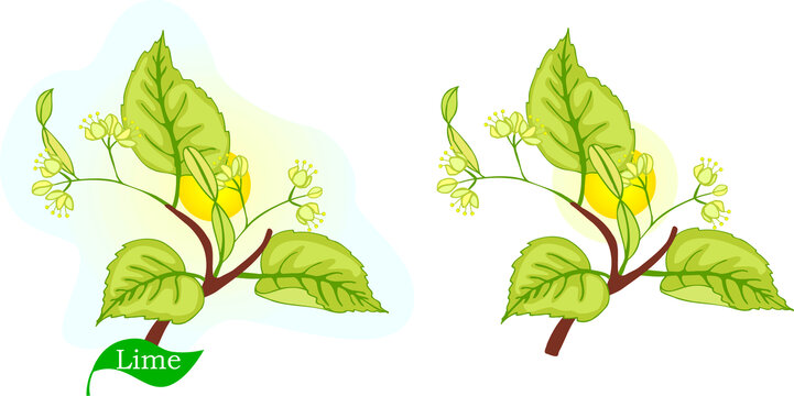 石灰花楸植物樹葉