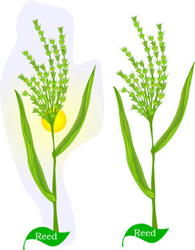 里德植物