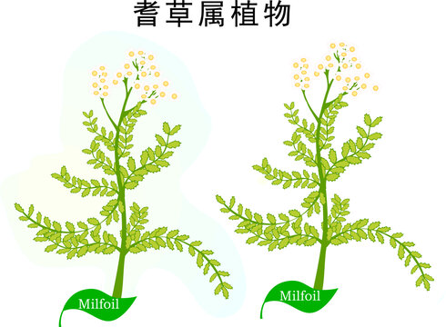 手繪植物耆草屬植物