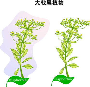 手繪大戟屬植物