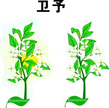 衛(wèi)予手繪植物