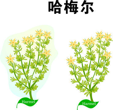 手繪植物哈梅爾