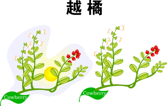 越橘手繪植物