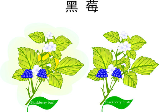 手繪植物黑莓