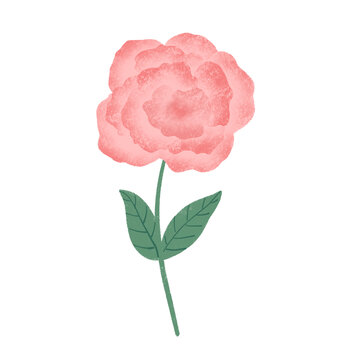 一枝牡丹花