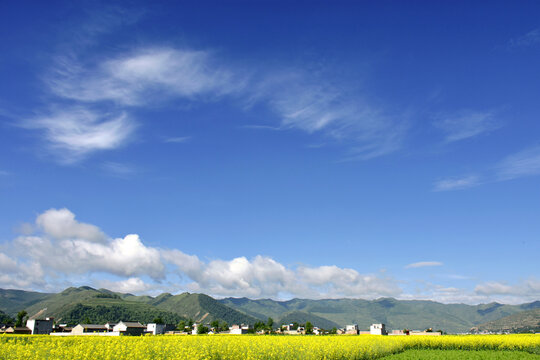 鄉(xiāng)村油菜花