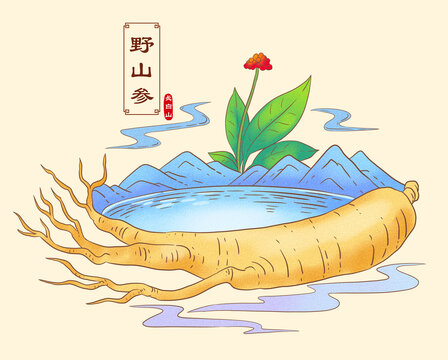 長白山野山參