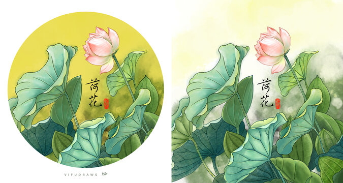 荷花