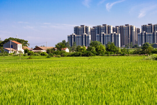 新農村