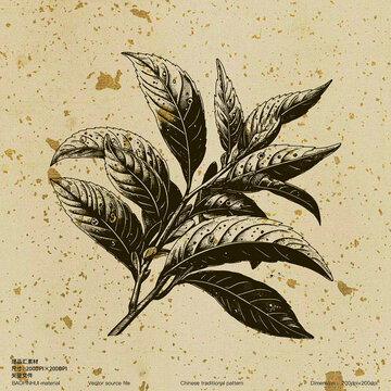 茶葉龍井綠茶新鮮茶葉