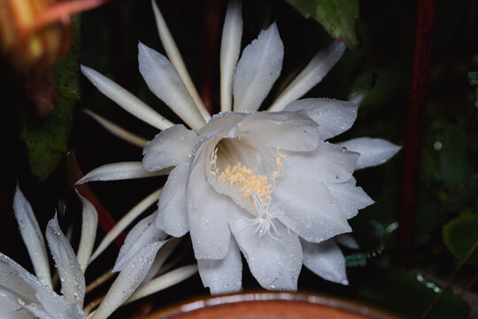 雨夜開放的曇花特寫鏡頭
