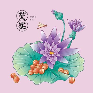 芡實(shí)插畫