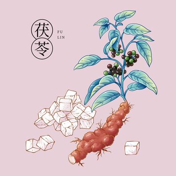 茯苓插畫