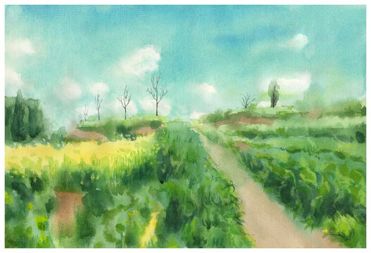 油菜田間小路