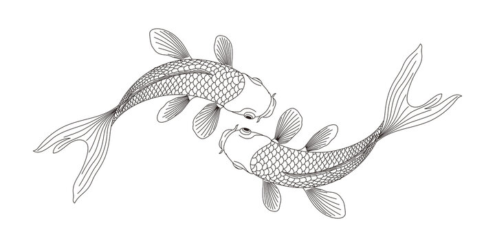 手繪錦鯉鯉魚(yú)