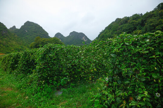 百香果園