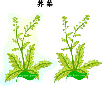 手繪薺菜