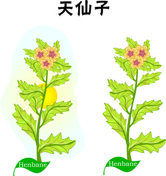 手繪天仙子