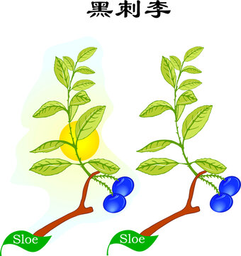手繪野花