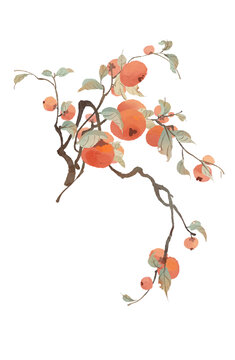 柿子中國(guó)傳統(tǒng)節(jié)氣秋天插畫(huà)