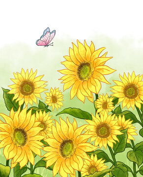 向日葵太陽(yáng)花